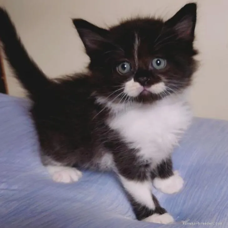 ID：2206-03065の子猫