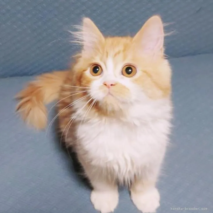ID:2206-02911の子猫