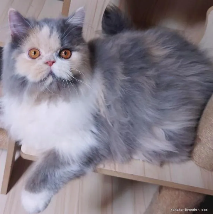 ID:2206-01878の子猫