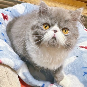 エキゾチックショートヘア【熊本県・女の子・2023年9月23日・ブルー&ホワイト（ロングヘア）】の写真「お鼻ぺたんこの女の子らしい可愛いお顔をしています」