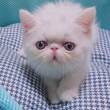 エキゾチックショートヘア【熊本県・男の子・2023年5月21日・ホワイト（ショートヘア）】の写真「大きいおめめくりくりのぼくちゃん」