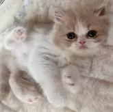 ミヌエット(長足)【熊本県・女の子・2024年9月3日・クリーム&ホワイト】の写真1