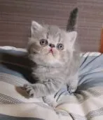 エキゾチックショートヘア【熊本県・女の子・2021年8月1日・ブルークラシックタビー】の写真1