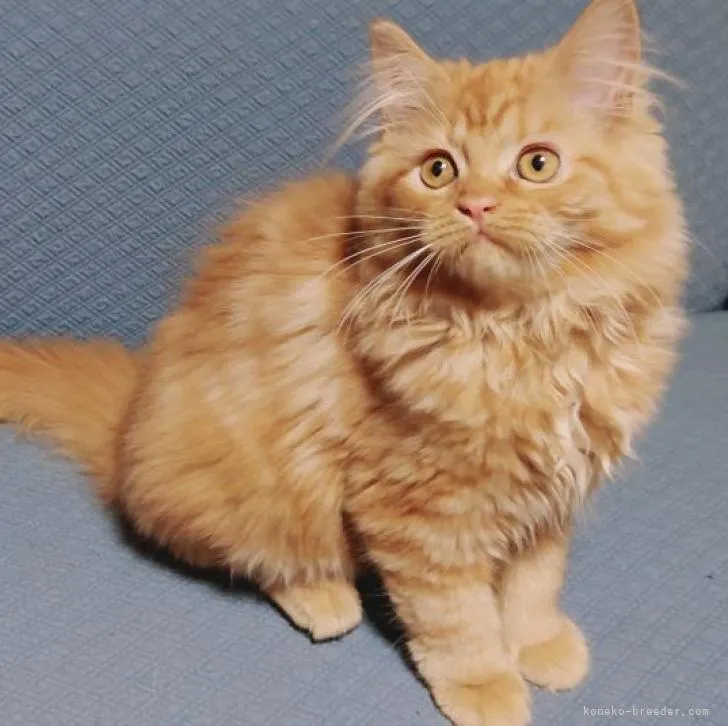 ID:2206-03055の子猫