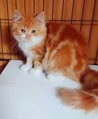 ミヌエット【熊本県・女の子・2020年4月5日・レッドマッカレルタビー&ホワイト】の写真2