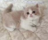 ミヌエット(長足)【熊本県・女の子・2024年9月3日・クリーム&ホワイト】の写真3