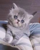 エキゾチックショートヘア【熊本県・女の子・2021年8月1日・ブルークラシックタビー】の写真3