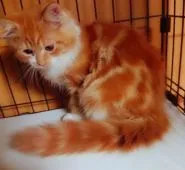 ミヌエット【熊本県・女の子・2020年4月5日・レッドマッカレルタビー&ホワイト】の写真4