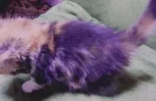 ミヌエット【熊本県・女の子・2021年2月25日・キャリコ】の写真5