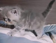 エキゾチックショートヘア【熊本県・女の子・2021年8月1日・ブルークラシックタビー】の写真5