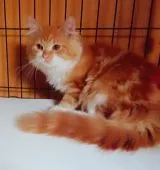 ミヌエット【熊本県・女の子・2020年4月5日・レッドマッカレルタビー&ホワイト】の写真5