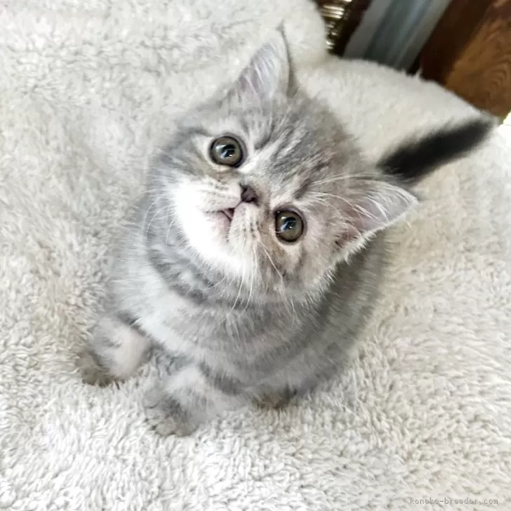 ID：2505-00687の子猫