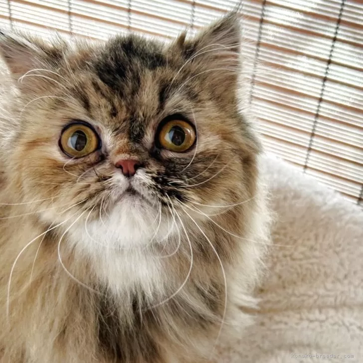 ID：2410-02096の子猫