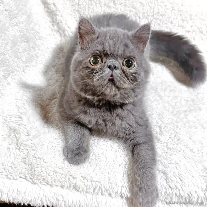 ID：2505-03106の子猫