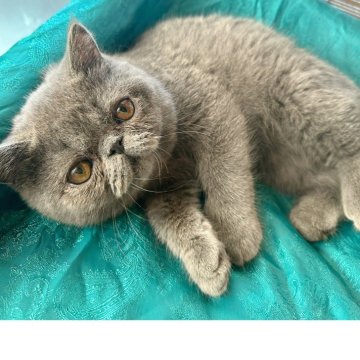 エキゾチックショートヘア【熊本県・男の子・2025年5月19日・ブルーソリッド（ショートヘア）】の写真「可愛いお顔の男の子‼️」
