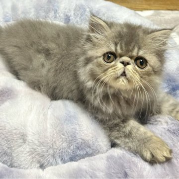 エキゾチックショートヘア【熊本県・男の子・2025年10月1日・ブルータビー（ロングヘア）】の写真「おめめの大きな可愛い男の子！」