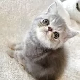 エキゾチックショートヘア