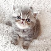 エキゾチックショートヘア