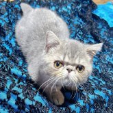 エキゾチックショートヘア