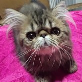 エキゾチックショートヘア