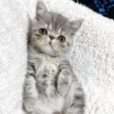 エキゾチックショートヘア