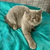 エキゾチックショートヘア【熊本県・男の子・2025年5月19日・ブルーソリッド】の写真4