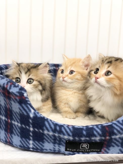 当猫舎自慢の短足でモフモフなミヌエット｜相川　恵美(あいかわ　めぐみ)ブリーダー(東京都・ミヌエットなど・ZCC/KCC登録)の紹介写真3