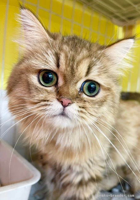 ペルシャ【・女の子・2020年2月16日・チンチラゴールデン】