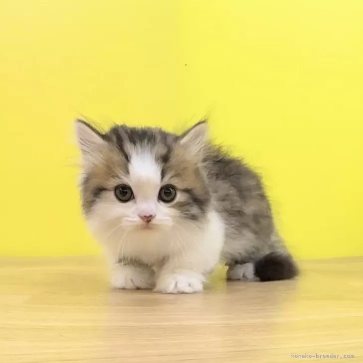 M.K 様のお迎えした子猫