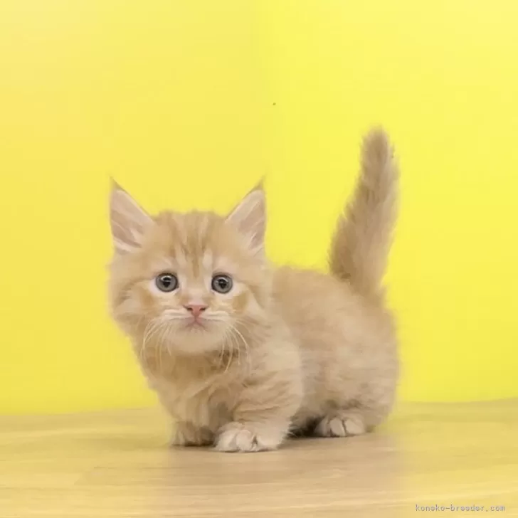 ID:2406-03618の子猫