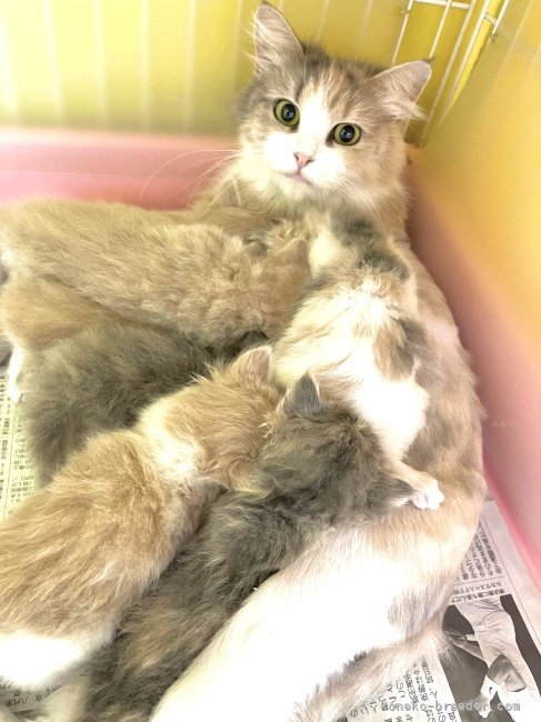 ラガマフィン【・女の子・2023年7月1日・ダイリュートキャリコ】