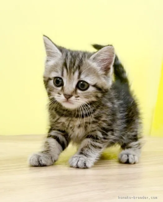 ID：2203-00370の子猫