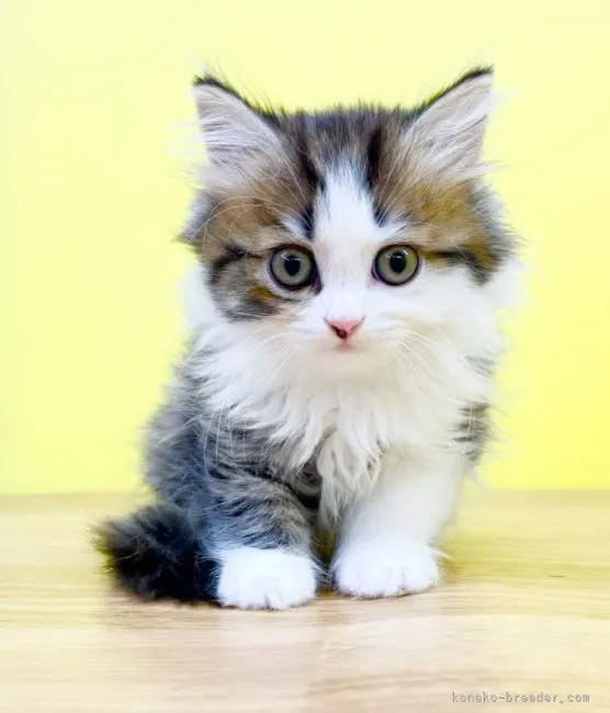 ID：2205-02348の子猫