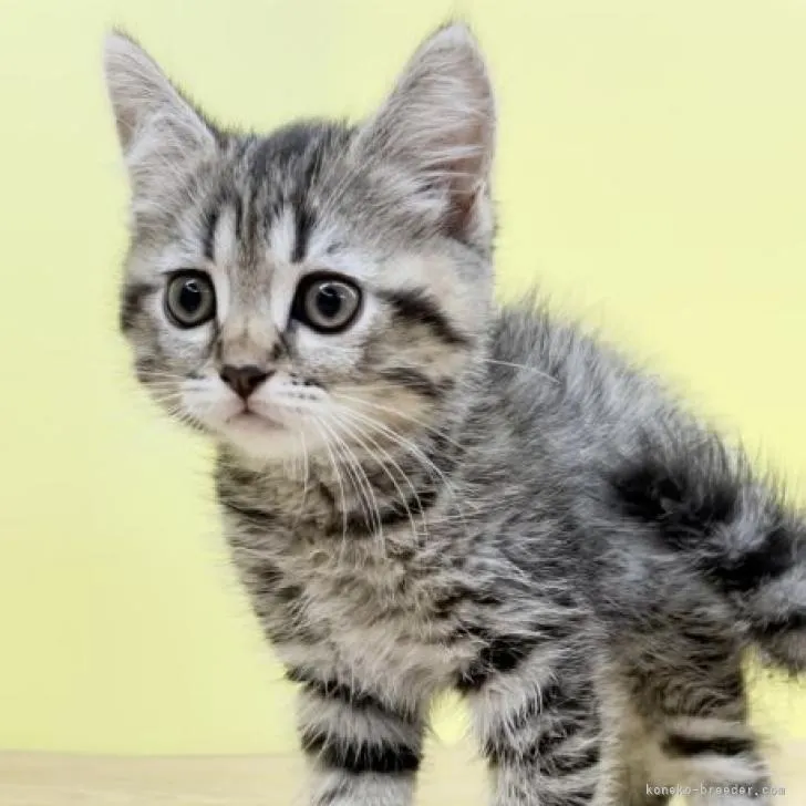 ID：2207-00732の子猫