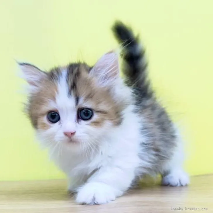 ID：2211-00891の子猫