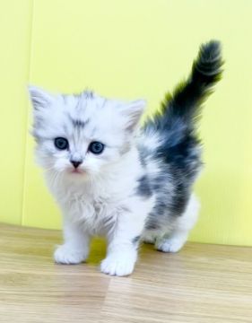 スコティッシュフォールド(立ち耳)【東京都・女の子・2022年2月16日・シルバータビー&ホワイト（ミディアムヘアー）】の写真「❤️特別価格❤️」