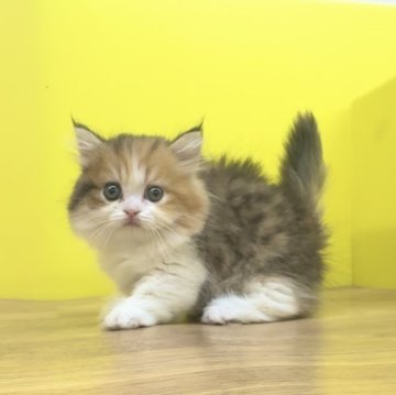 ミヌエット【東京都・女の子・2024年10月3日・キャリコ（ロングヘアー）】の写真「極短足♥️とっても美人なキャリコちゃん♥️」