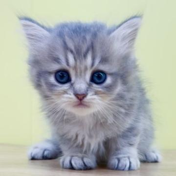 ミヌエット(長足)【東京都・男の子・2022年9月30日・ブルータビー（ロングヘアー）】の写真「ミヌエット♥️足長くん♥️人気カラー♥️ブルー系」