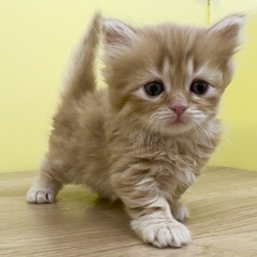 マンチカン(短足)【東京都・女の子・2023年12月28日・レッドタビー（ミディアムヘアー）】の写真「極短足❤️レッド系の可愛い女の子」