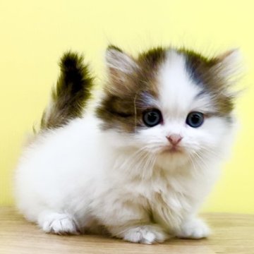 マンチカン(短足)【東京都・女の子・2023年10月30日・キャリコ（ロングヘアー）】の写真「❤️極短足♥️ころころキュートな女の子😍」