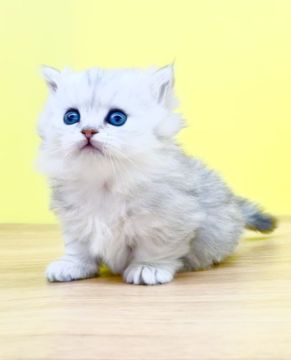 ミヌエット【東京都・女の子・2022年1月27日・チンチラシルバー（ロングヘアー）】の写真「極短足♥️美人ミヌエットちゃん」