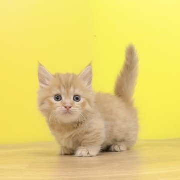 マンチカン(短足)【東京都・女の子・2024年5月13日・レッドタビー（ミディアムヘアー）】の写真「❤️極短足♥️モコモコの可愛い女の子♥️」