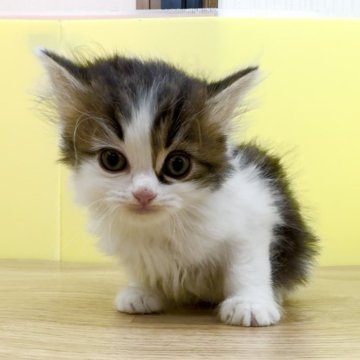 マンチカン(長足)【東京都・男の子・2023年12月29日・ブラウンタビー&ホワイト】の写真「とってもキュートなシャイボーイ」