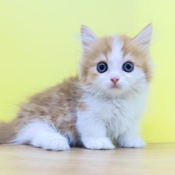 ミヌエット(短足)【東京都・男の子・2022年9月11日・レッドタビー&ホワイト（ロングヘアー）】の写真「極短足♥️ミヌエット❤️男の子♥️レッド系」