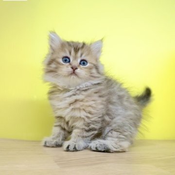 ミヌエット【東京都・女の子・2024年1月30日・ロングヘアー（ロングヘアー）】の写真「♥️ミヌエット♥️キュートな女の子❤️」