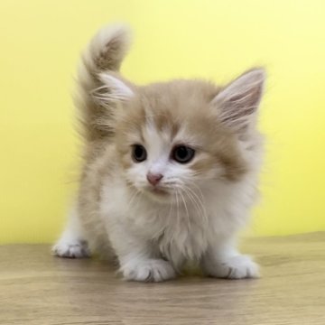 マンチカン(長足)【東京都・女の子・2024年2月5日・レッドタビー&ホワイト（ミディアムヘアー）】の写真「♥️マンチカン♥️可愛い女の子♥️」