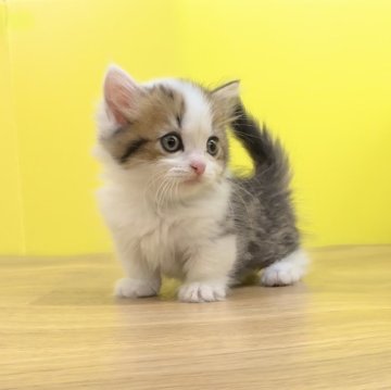 マンチカン(短足)【東京都・男の子・2024年4月20日・ブラウンタビー&ホワイト（ミディアムヘアー）】の写真「極短足♥️ぬいぐるみ級の可愛さ♥️男の子」