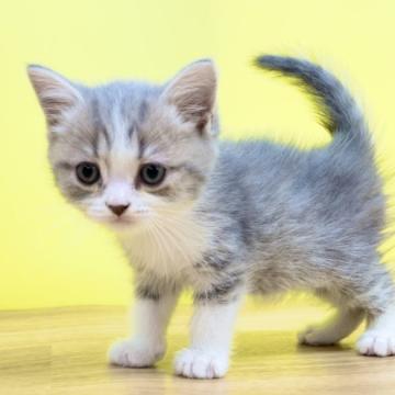 マンチカン(長足)【東京都・男の子・2022年6月20日・ブルータビー&ホワイト（ショート〜ミディアム）】の写真「大人気カラー♥️ブルー系♥️ミヌエット足長君」