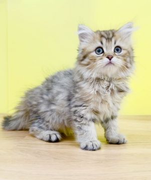 ミヌエット【東京都・女の子・2021年11月30日・ブラウンタビー（ロング）】の写真「♥️モフモフ足長の女の子♥️」