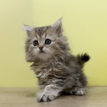 ペルシャ【東京都・女の子・2023年11月11日・チンチラゴールデン】の写真「期間限定♥️ペルシャ♥️ひょうきん者ガール」